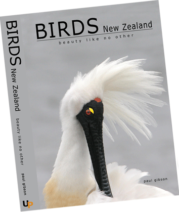 BirdsNZ-Cover1.gif