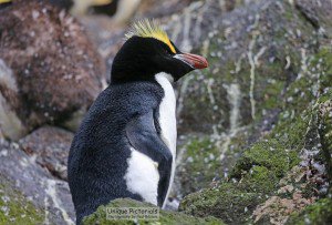 Erect-crested-penguin-for-Web-300x203.jpg