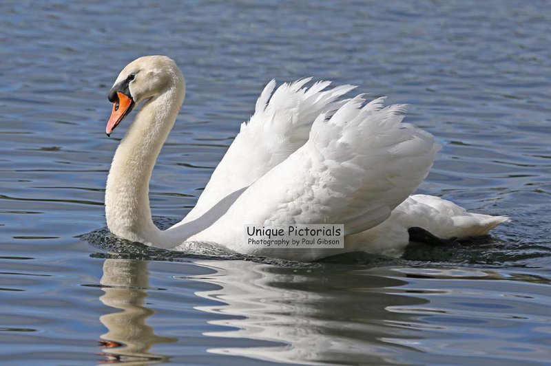 White Swan.jpg